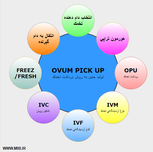 Ovum Pick-Up (OPU) in cows