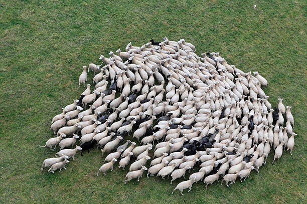 بر رفتارشناسی گوسفند 