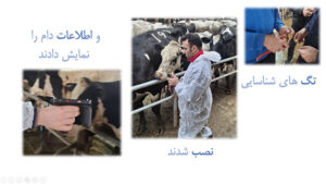 Smart Livestock Farming in Qazvin